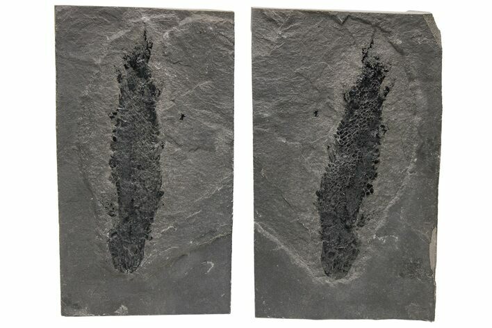 Devonian Lobe-Finned Fish (Osteolepis) Pos/Neg - Scotland #217956